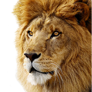 Lion Server